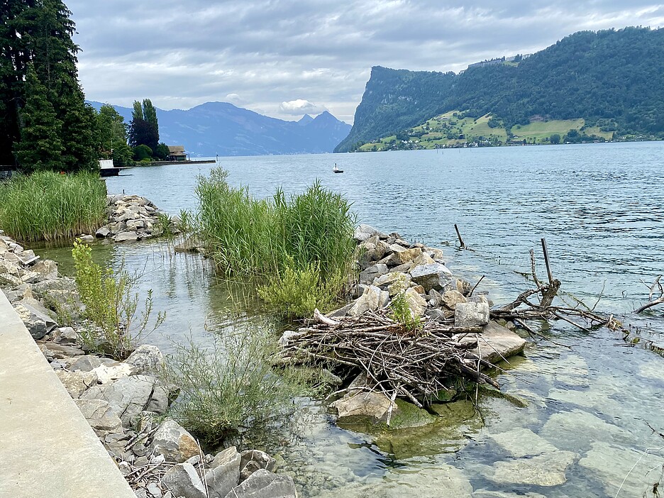 Einer der ersten Abschnitte des Seeufers, welche die Gemeinde Horw revitalisiert hat.