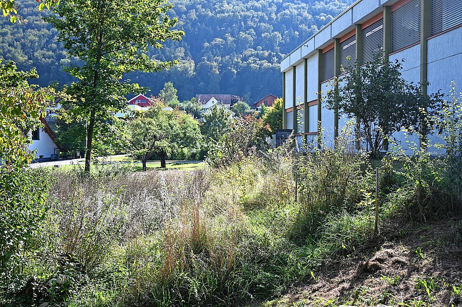 Beim Schulhaus Brühl in Mümliswil (SO) erhält die Natur mehr Platz.