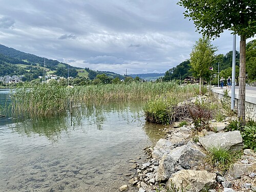 Schilf, Sträucher und Steine bieten neue Lebensräume.