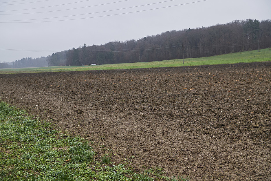 Die Felder im Limpachtal. In der Region wachsen Kartoffeln, Zuckerrüben, Mais und Weizen. 