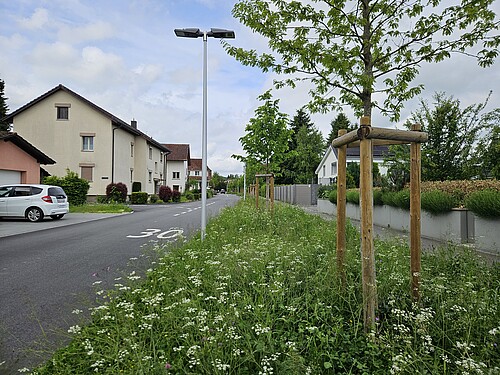 Die Natur blüht am Eisengrubenweg in Zofingen (AG).