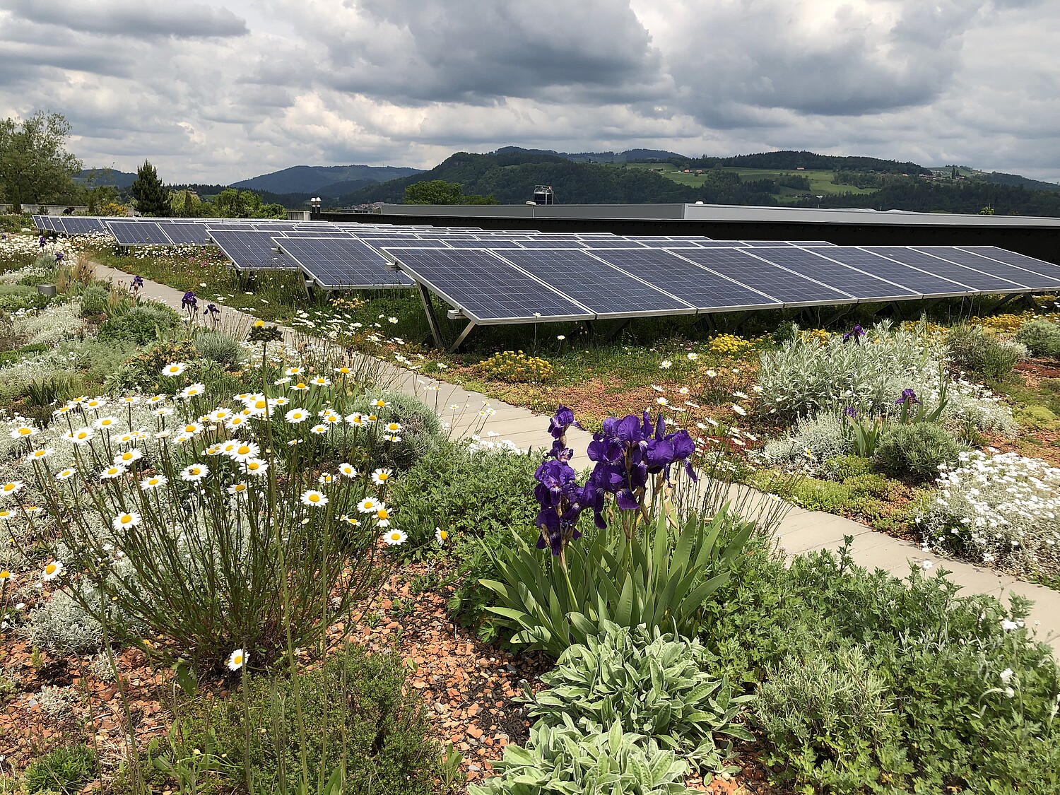 Fassadenbegrünungen helfen, Gebäude zu kühlen.