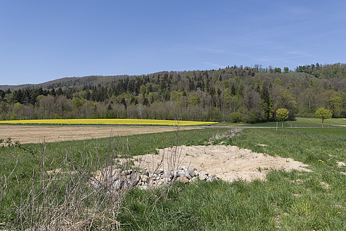 Gelungene Umsetzung eines Kleingewässers mit Steinhaufen und Rückzugsstreifen. Ein neuer Lebensraum für Amphibien und Kleinsäuger. 
